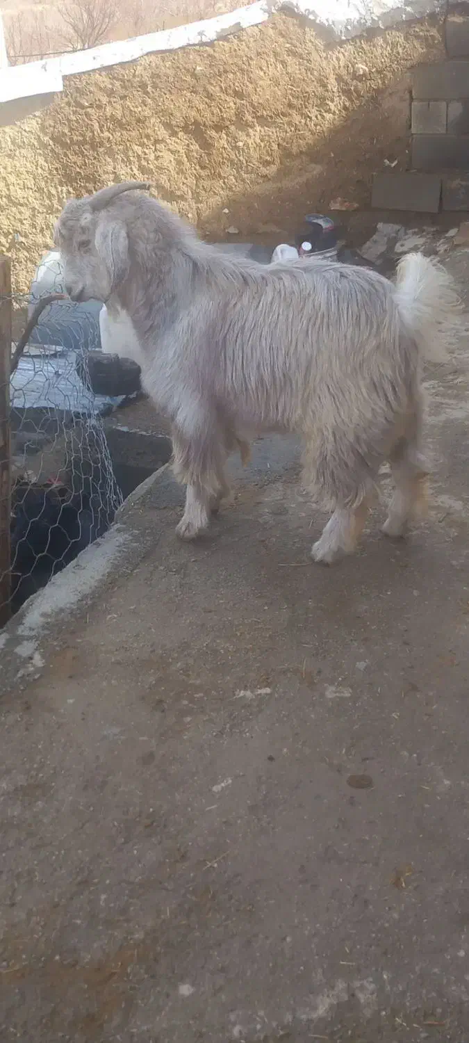 فروش بزغاله|حیوانات مزرعه|بیستون, |دیوار