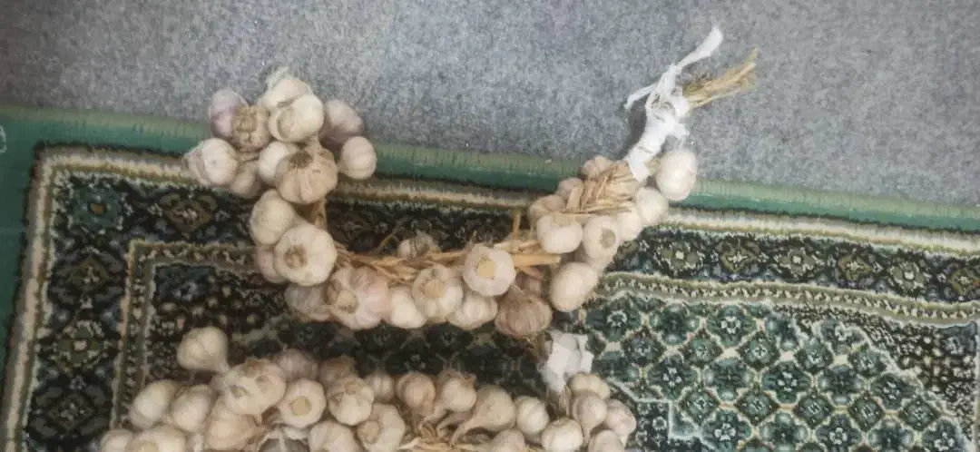 سیر محلی|خوردنی و آشامیدنی|رشت, دیلمان|دیوار