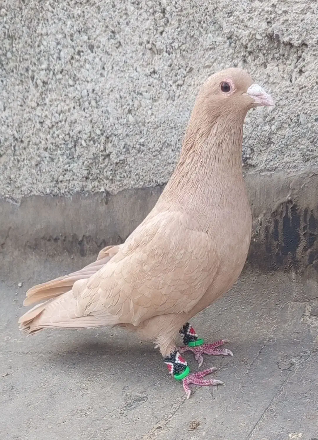 یک نر زرد کرمونی عتیقه باب دل جوجه کشی و هوا|پرنده|تربت‌حیدریه, داروپخش|دیوار