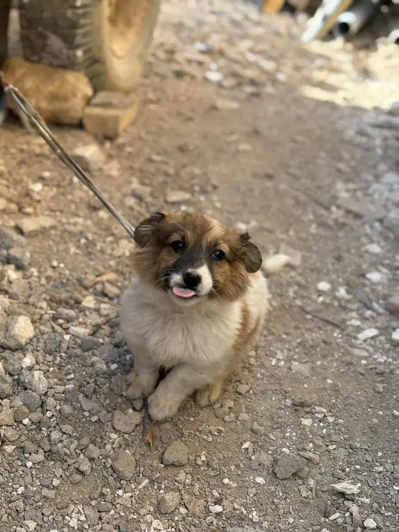 توله سگ پاکوتاه|سگ|کبودرآهنگ, |دیوار