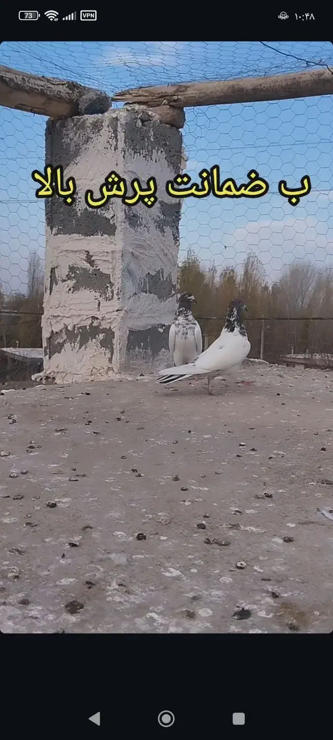 کبوتر ضمانت پرش|پرنده|مشگین شهر, |دیوار