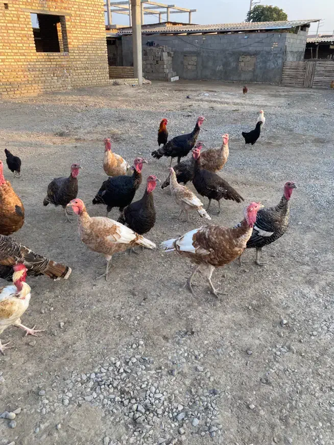 فروش|حیوانات مزرعه|انبارآلوم, |دیوار