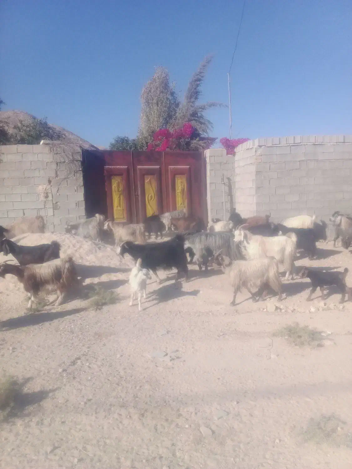 بزکهره|حیوانات مزرعه|کنار تخته و کمار, |دیوار