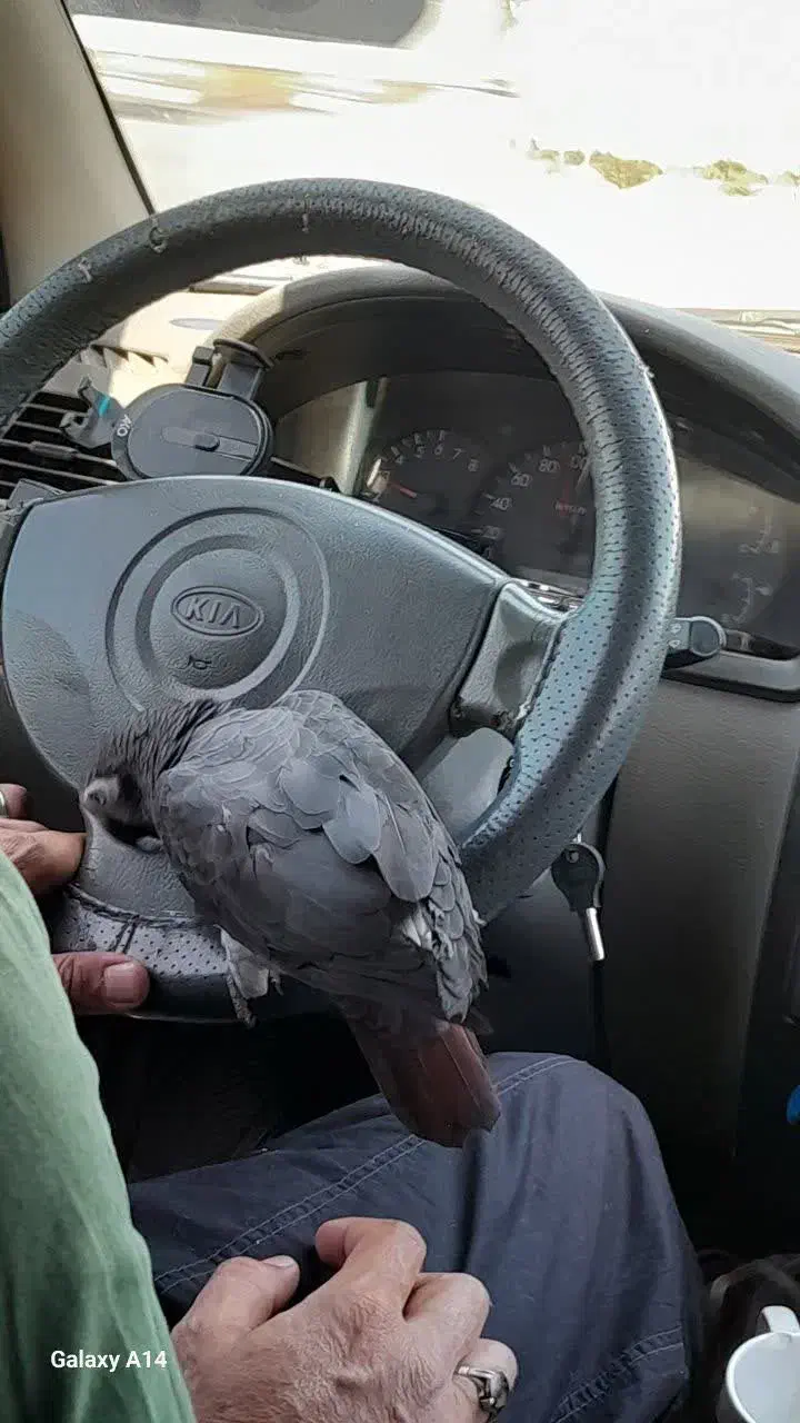 کاسکو دم شکلاتی|پرنده|یزد, |دیوار