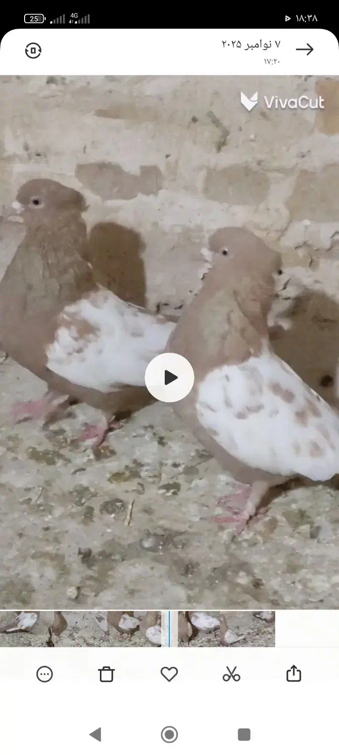 جفت سینه زرد نرماده|پرنده|تربت جام, میان جام|دیوار