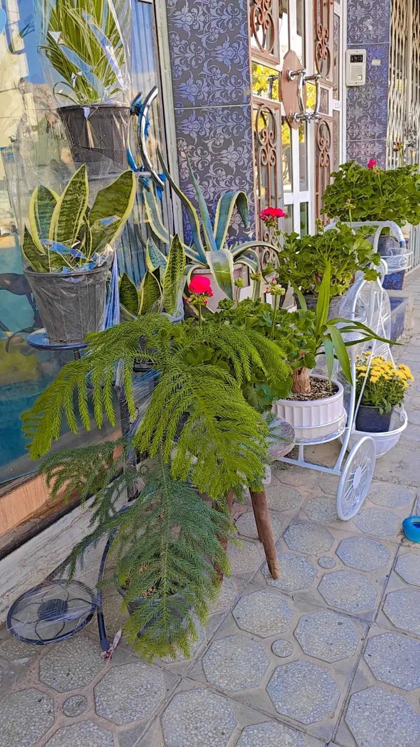 گلفروشی گیاهان آپارتمانی|گل و گیاه طبیعی|مهدی شهر, |دیوار