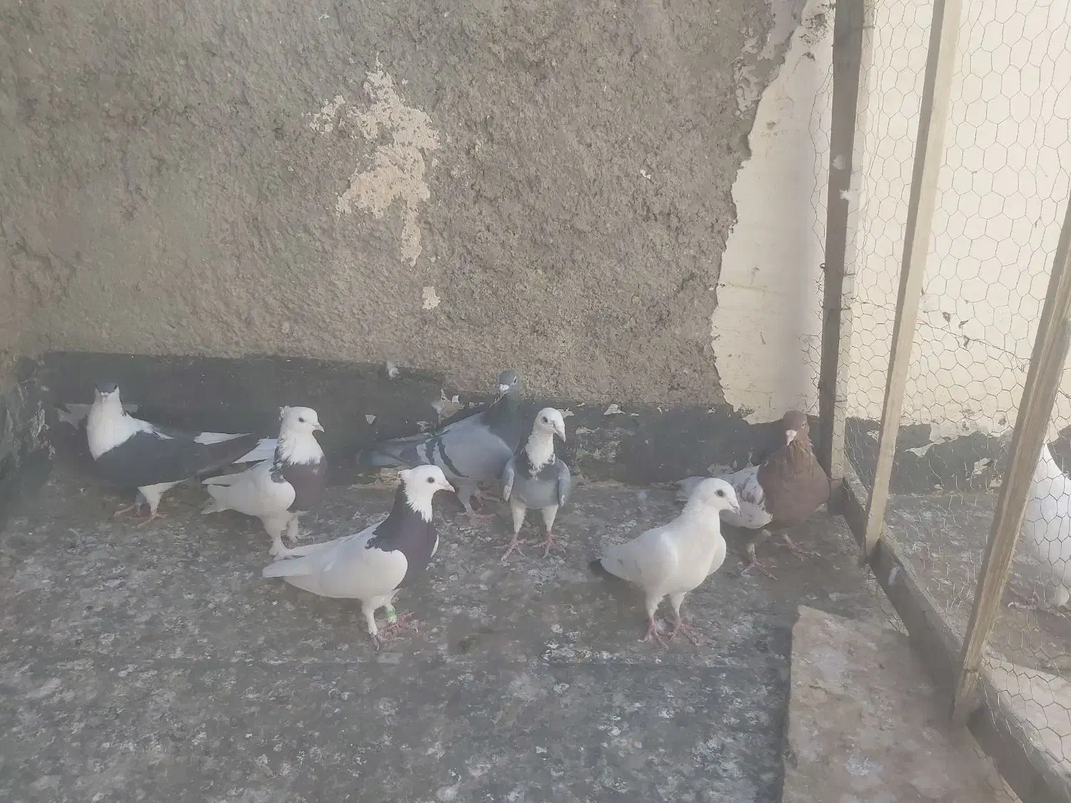 ۷عددکبوترپرشی ۱۴۰۰۰یک میلیون|پرنده|چناران, |دیوار