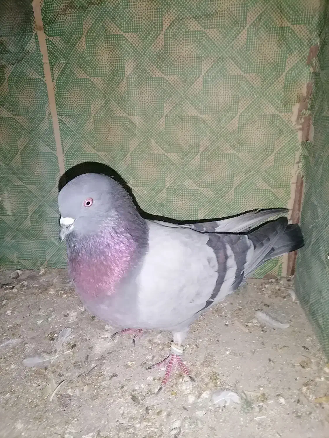 عتیقه پرشی نر|پرنده|نقده, |دیوار