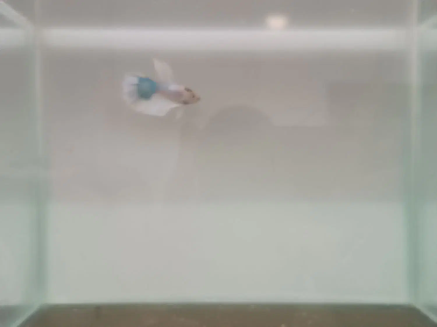 ماهی فایتر نر|ماهی|مشهد, شهرک بهارستان|دیوار