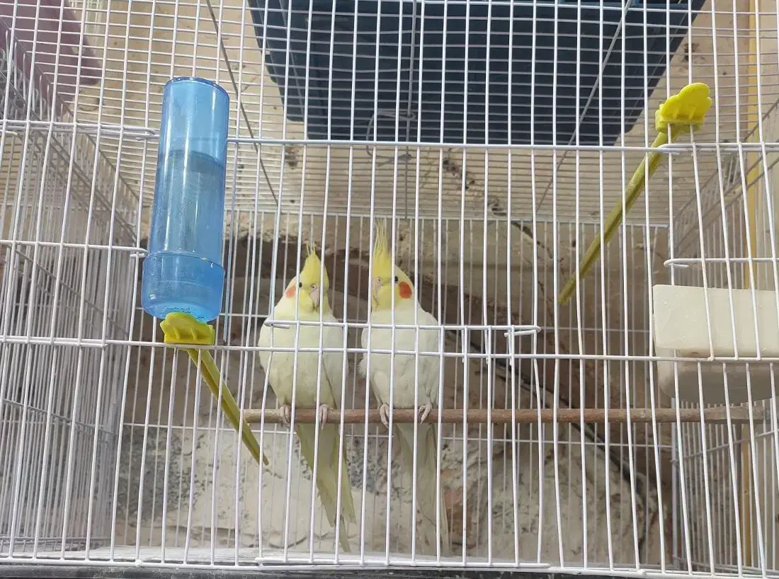 عروس هلندی دستی|پرنده|سراوان, |دیوار