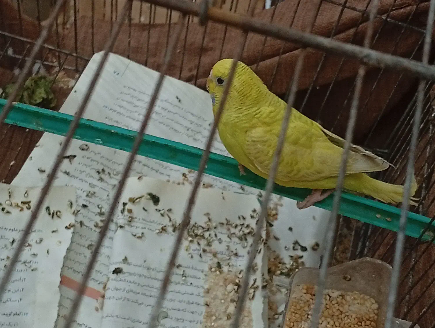 مرغ عشق ماده|پرنده|خرمشهر, |دیوار