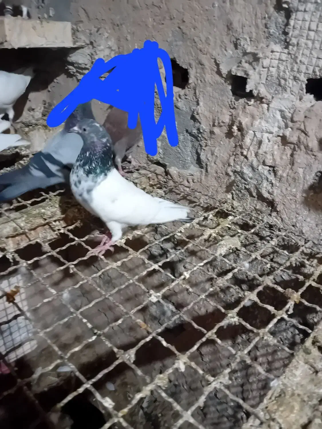 تیدی سرحال|پرنده|بندر ماهشهر, |دیوار