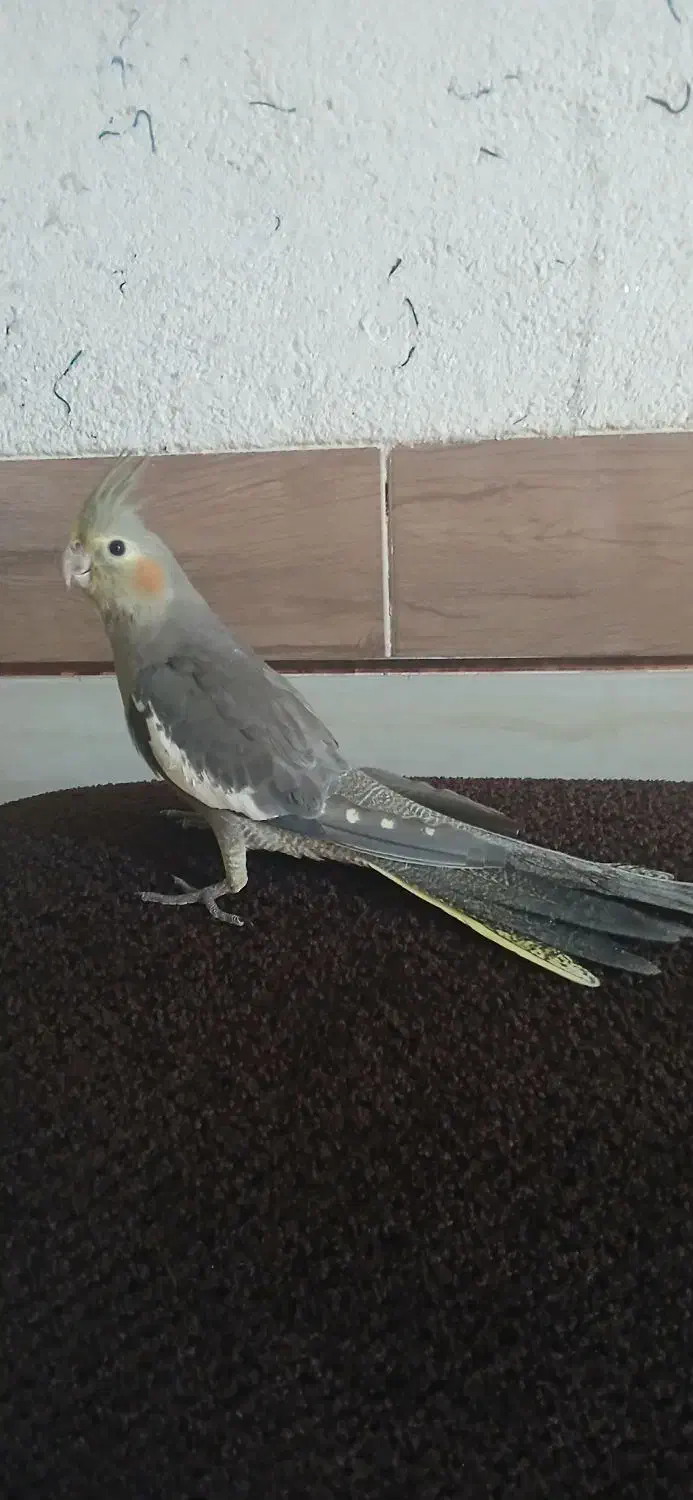 عروس هلندی|پرنده|شیراز, منطقه هوایی شهید دوران|دیوار