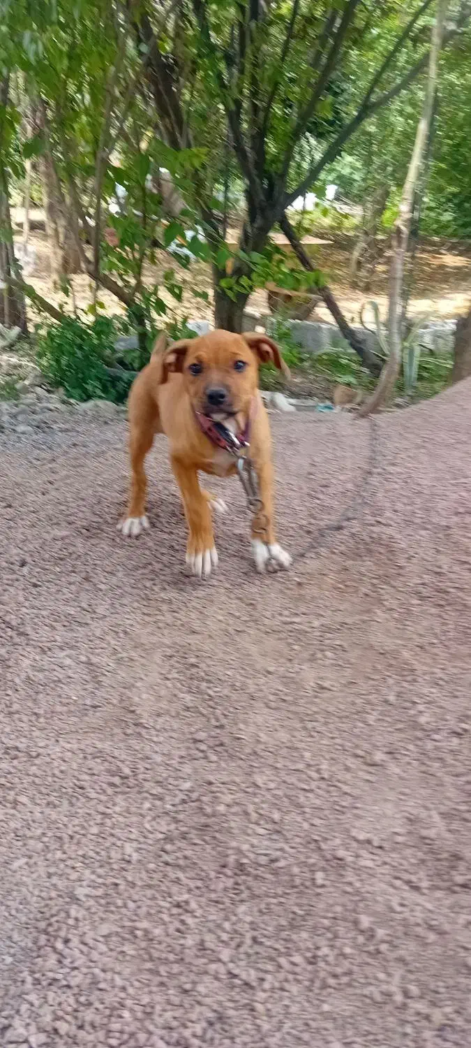 سگ پیتبول|سگ|املش, |دیوار