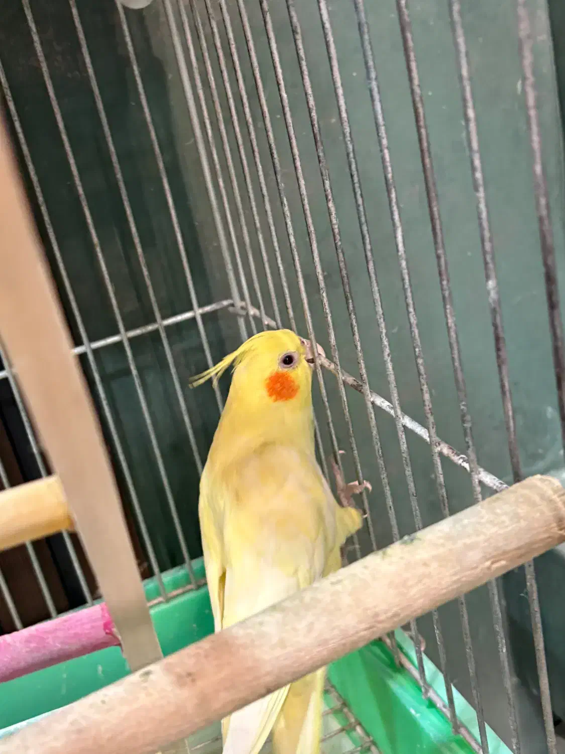 عروس هلندی لوتینو جفت سالم|پرنده|سبزوار, پامنار|دیوار