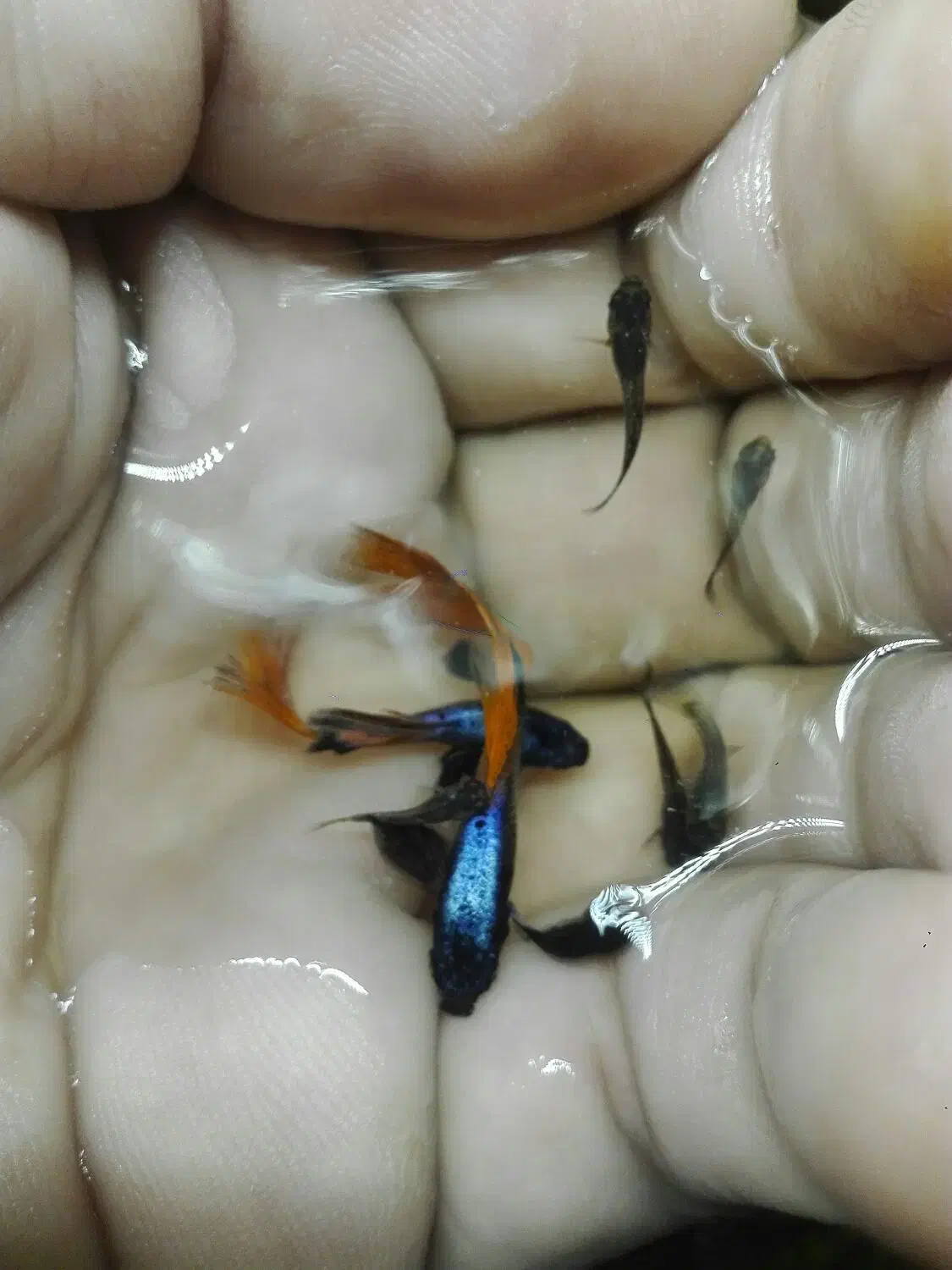 گوپی ومیگو .|ماهی|کرمان, |دیوار