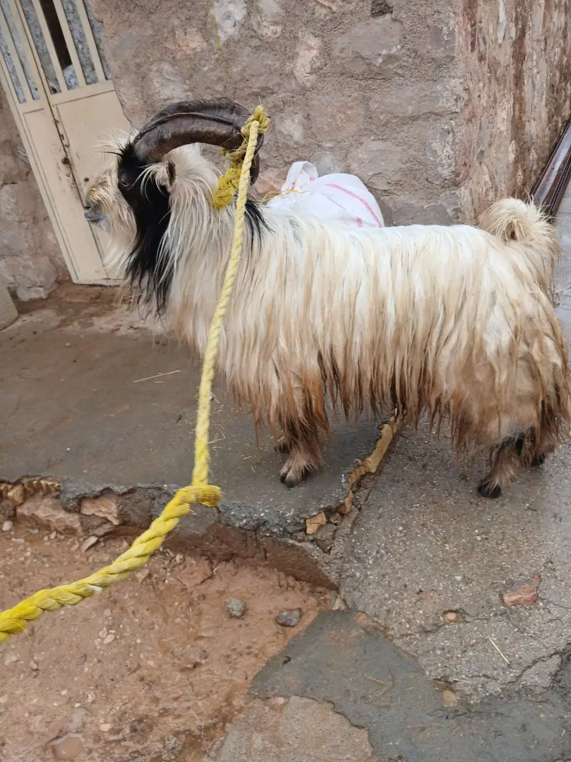 دوبر|حیوانات مزرعه|اندیکا, |دیوار