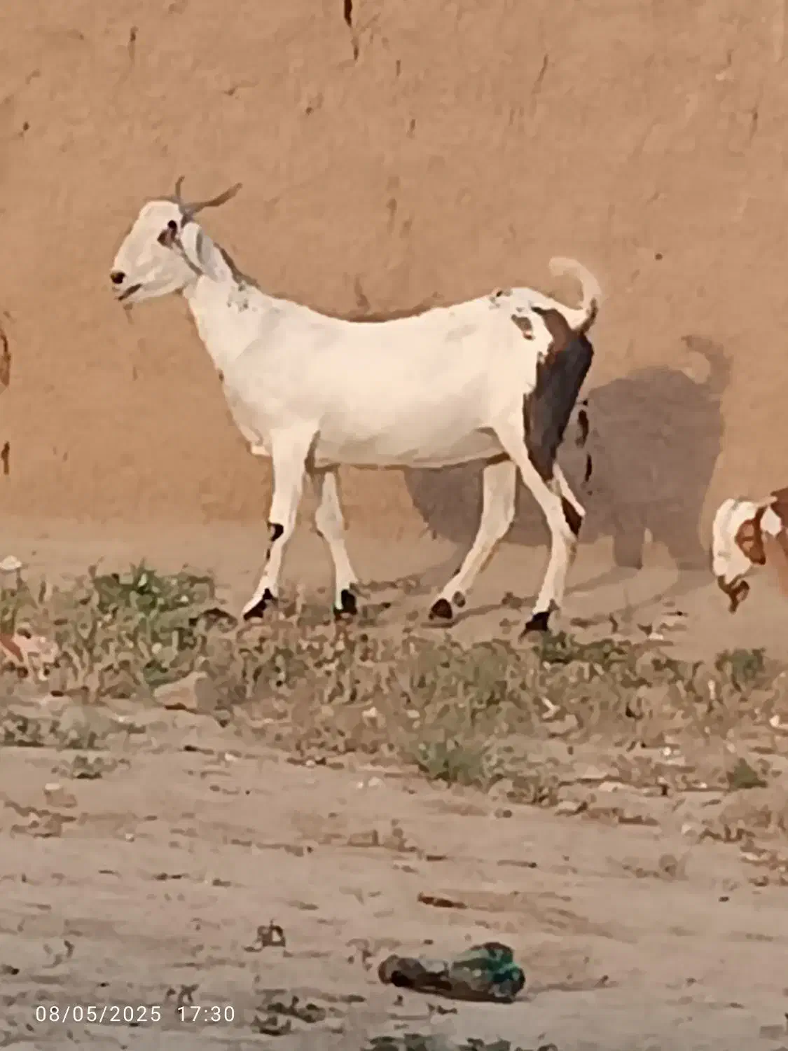 بزپاکستانی|حیوانات مزرعه|نصر آباد, |دیوار