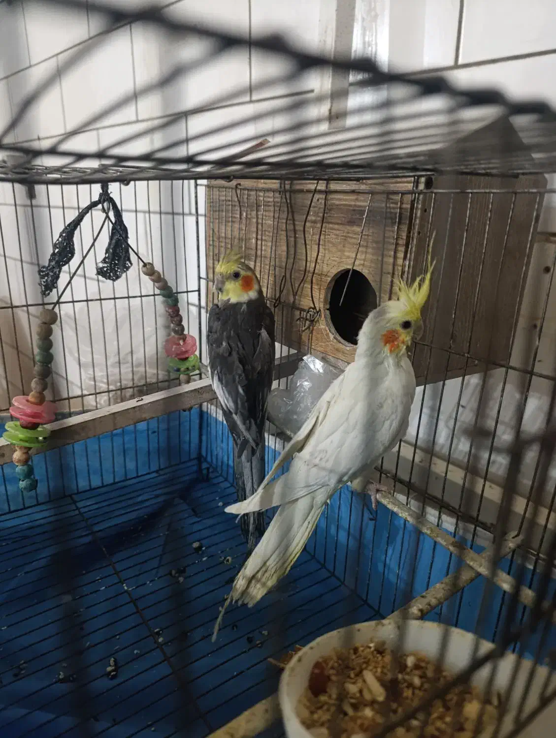 عروس هلندی|پرنده|شهرکرد, |دیوار