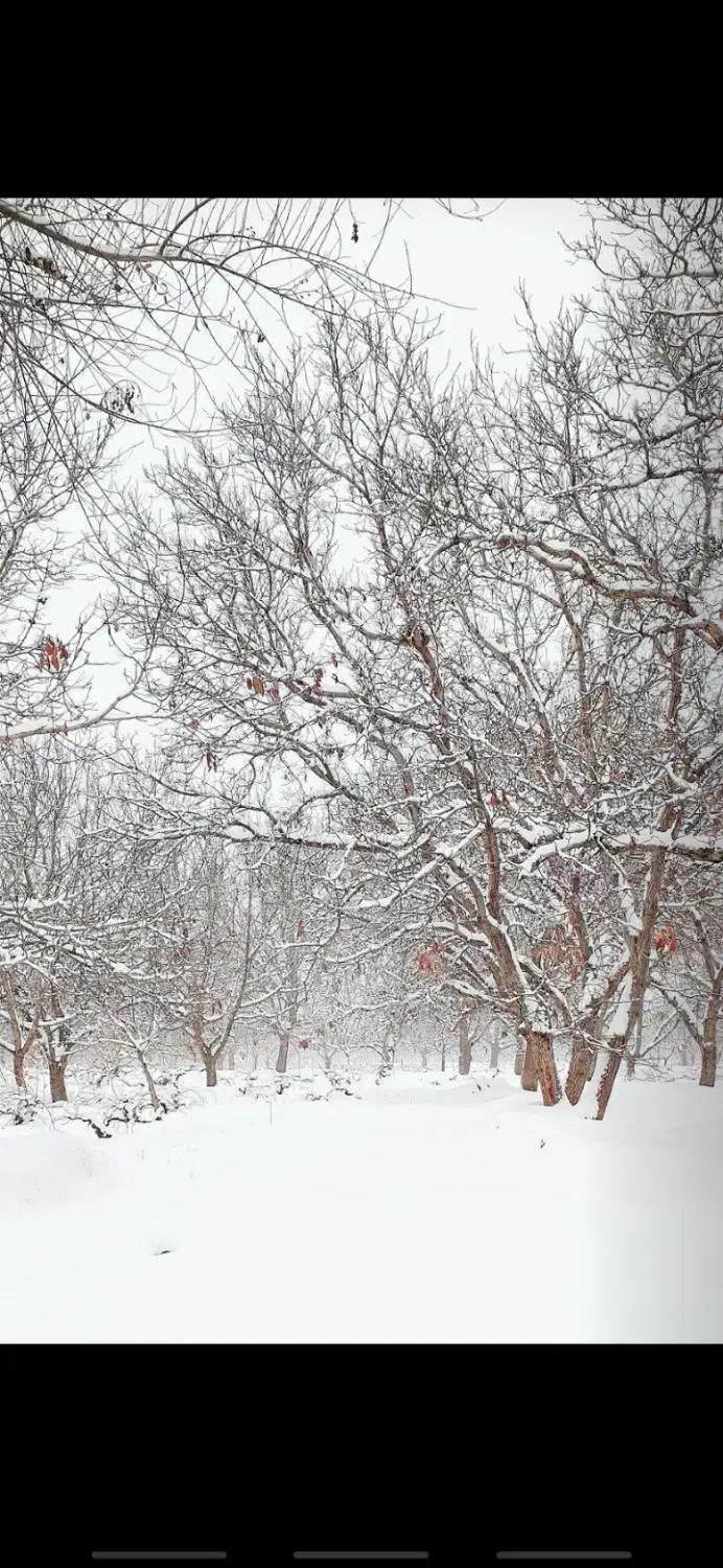 فروش باغ گردو|فروش دفتر صنعتی، کشاورزی، تجاری|ضیاء آباد, |دیوار