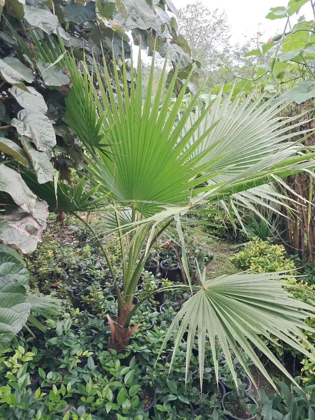 پالم زمینی|فعالیت داوطلبانه|کلاچای, |دیوار