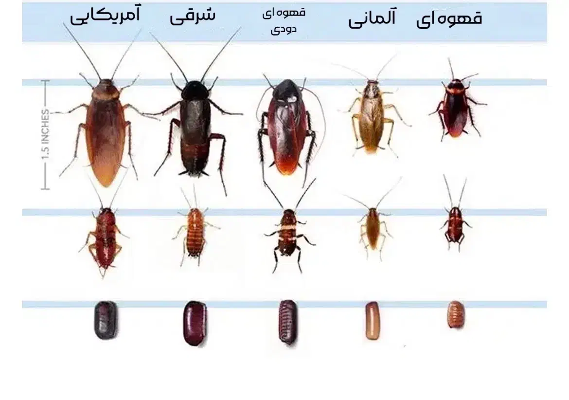 سمپاشی و ضد عفونی|خدمات نظافت|رشت, پورسینا|دیوار