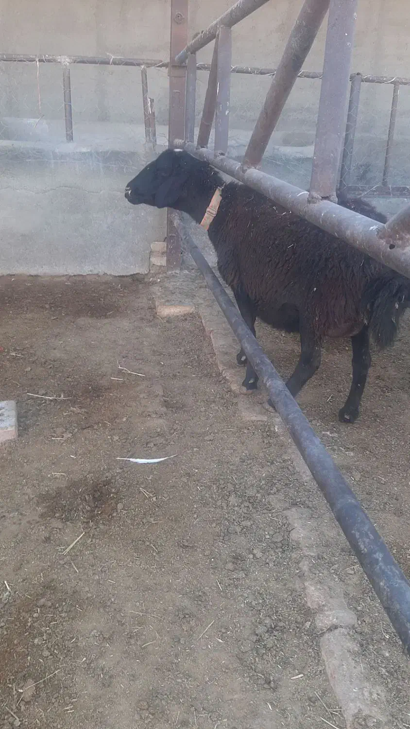 میش هترو با یک سیاه|حیوانات مزرعه|نیشابور, شهرک اندیشه|دیوار