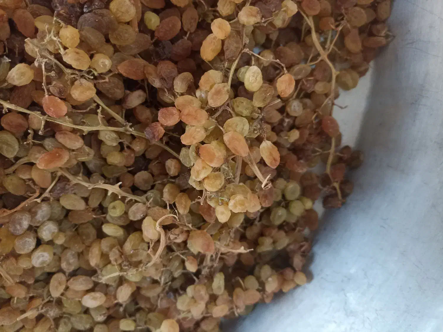 کشمش|خوردنی و آشامیدنی|قوچان, |دیوار