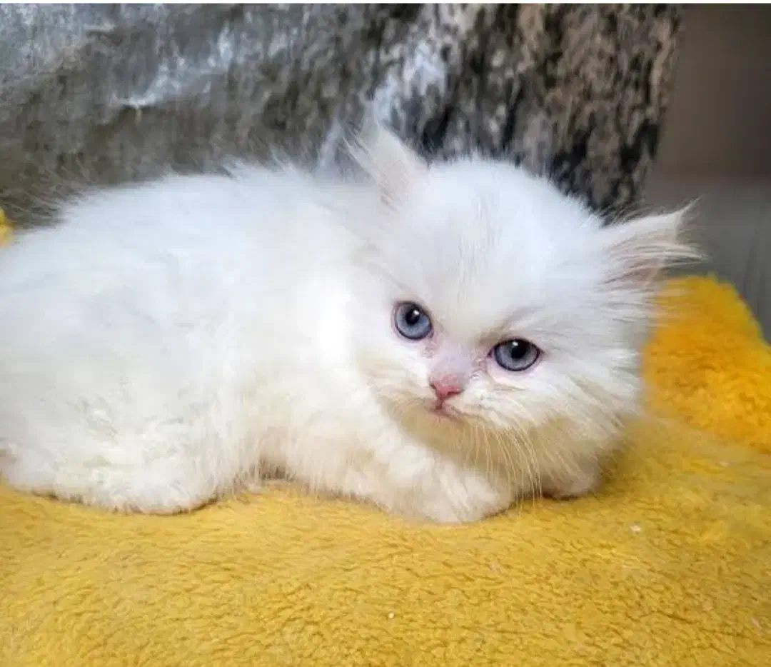 دال فیس|گربه|بجنورد, |دیوار