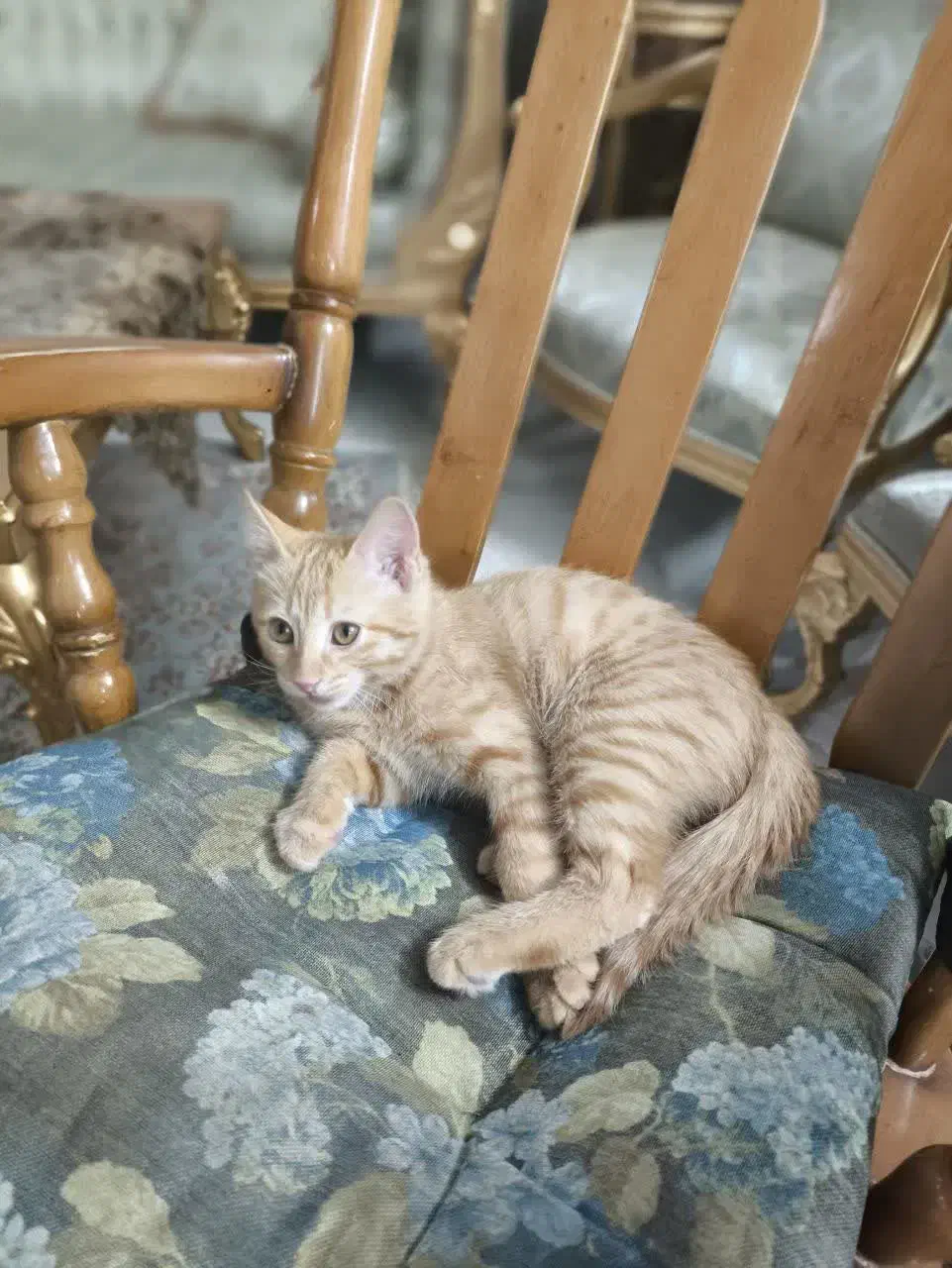 گربه نارنجی|گربه|اصفهان, شاهزید|دیوار