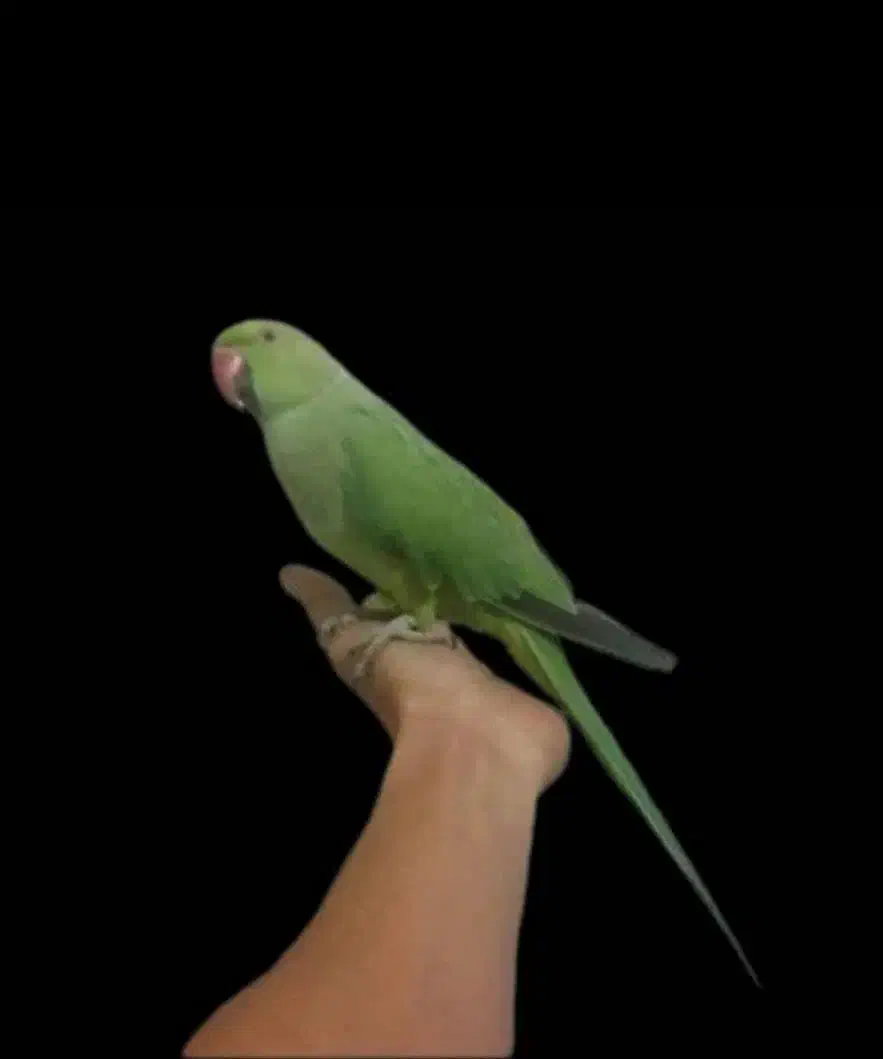 طوطی ملنگو جوجه و مولد|پرنده|قم, ناصردیوان|دیوار