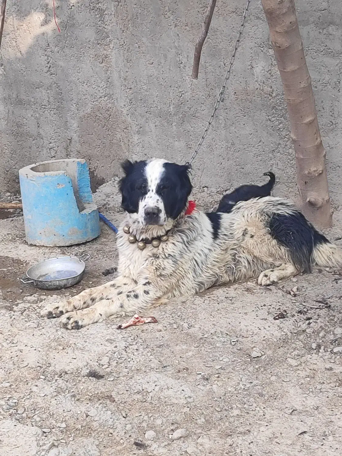 سگ درشت|سگ|ابریشم, |دیوار