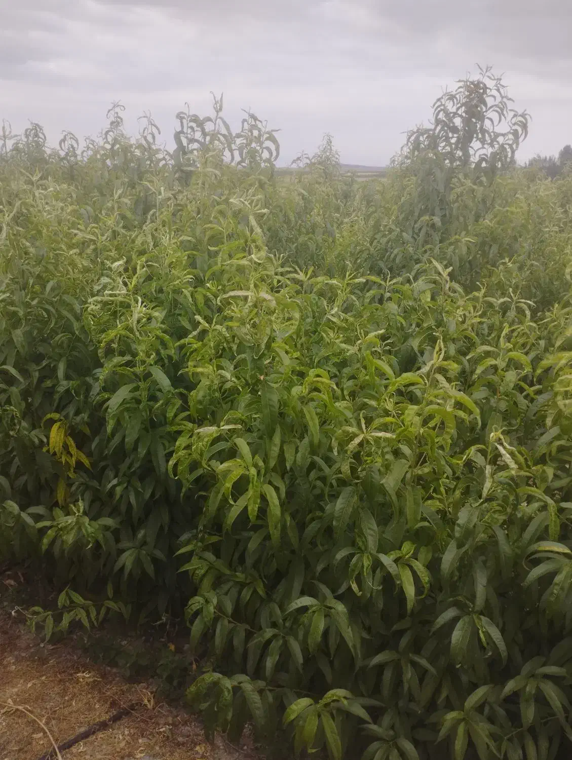 نهال شلیل ردقول  سانگی بهاره هلو|خدمات باغبانی و درختکاری|مشگین شهر, |دیوار