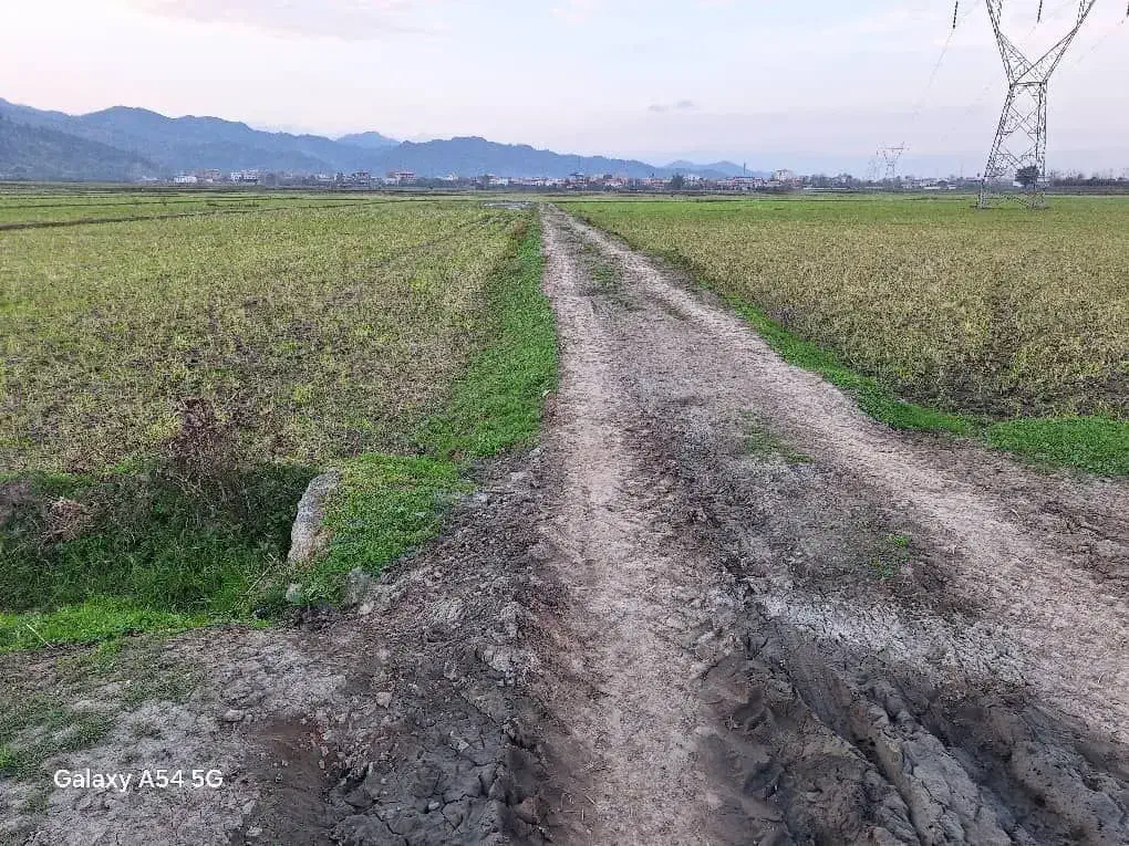 شالیزار مناسب کاشت کیوی|فروش زمین و ملک کلنگی|لوندویل, |دیوار