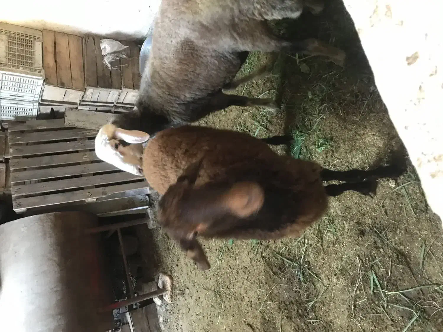 گوسفندهای افشار بروجرد|حیوانات مزرعه|قائمشهر, |دیوار