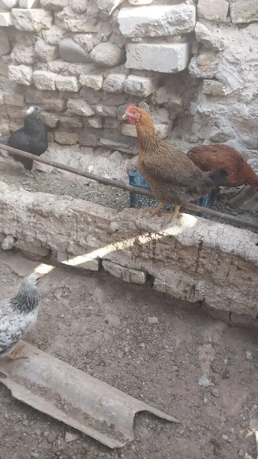 مرغ جوان ۸ماه|حیوانات مزرعه|قزوین, |دیوار
