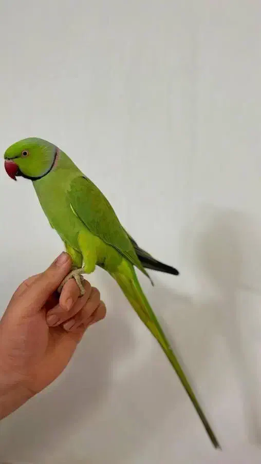 طوطی ملنگو نر جوان سخنگو|پرنده|رامسر, |دیوار