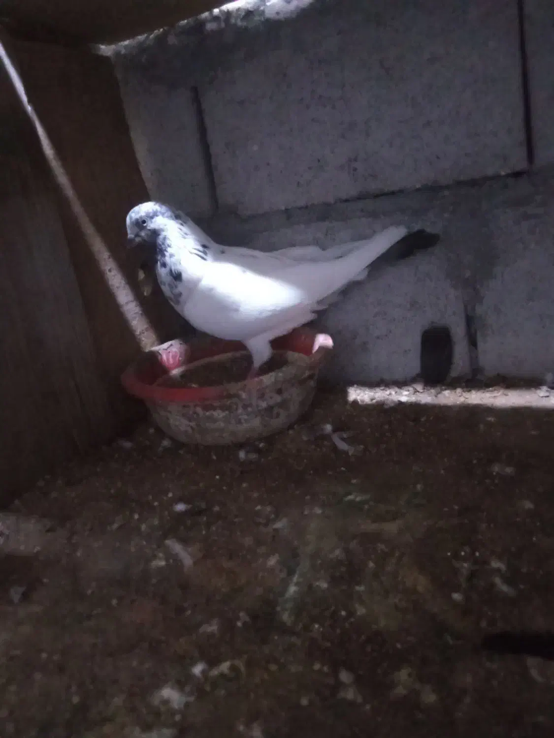 کفتر|پرنده|قشم, |دیوار