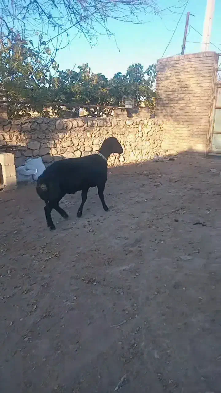 بره قوچ همو و هترو بی نظیر|حیوانات مزرعه|طرقبه, |دیوار