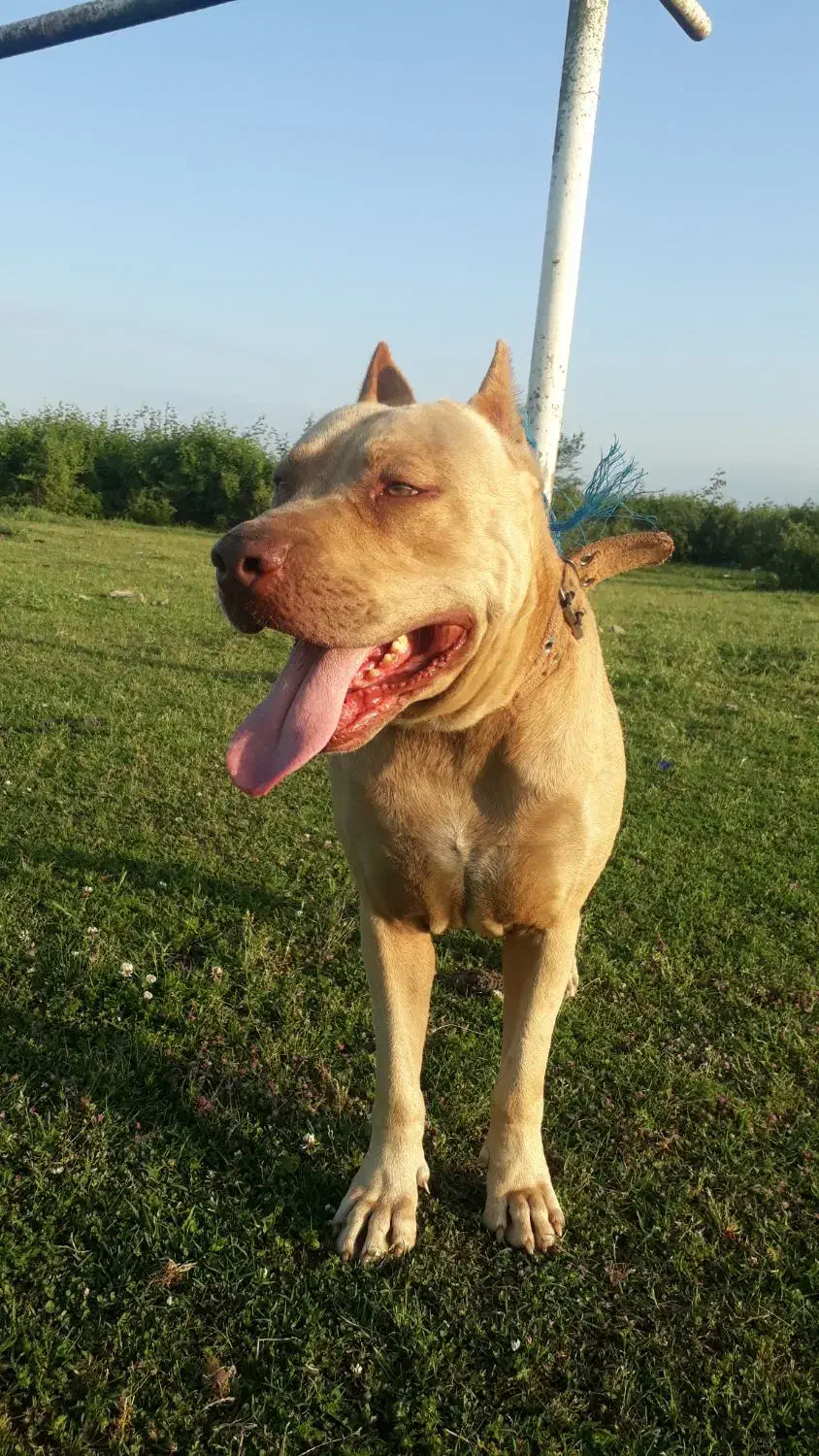 سگ گمشده|سگ|بندر انزلی, سید آسیه|دیوار