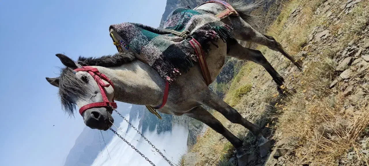 فروش اسب|اسب و تجهیزات اسب‌سواری|تنکابن, |دیوار