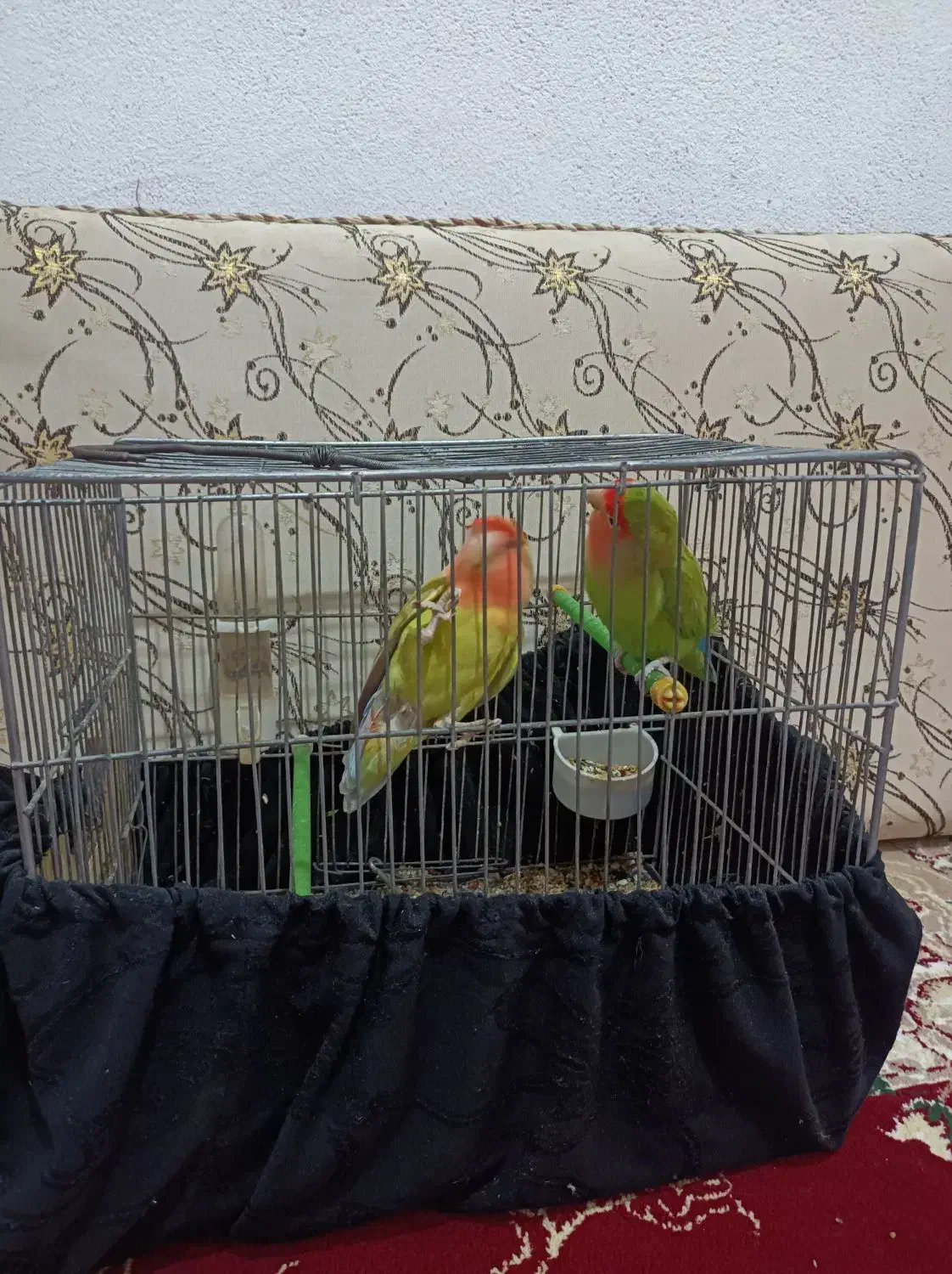 طوطی برزیلی|پرنده|اندیمشک, |دیوار