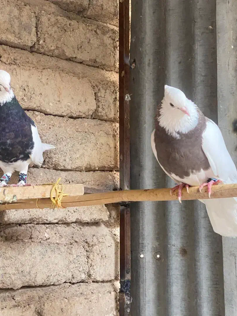 کبوتررنگی خوشکل|پرنده|داراب, |دیوار