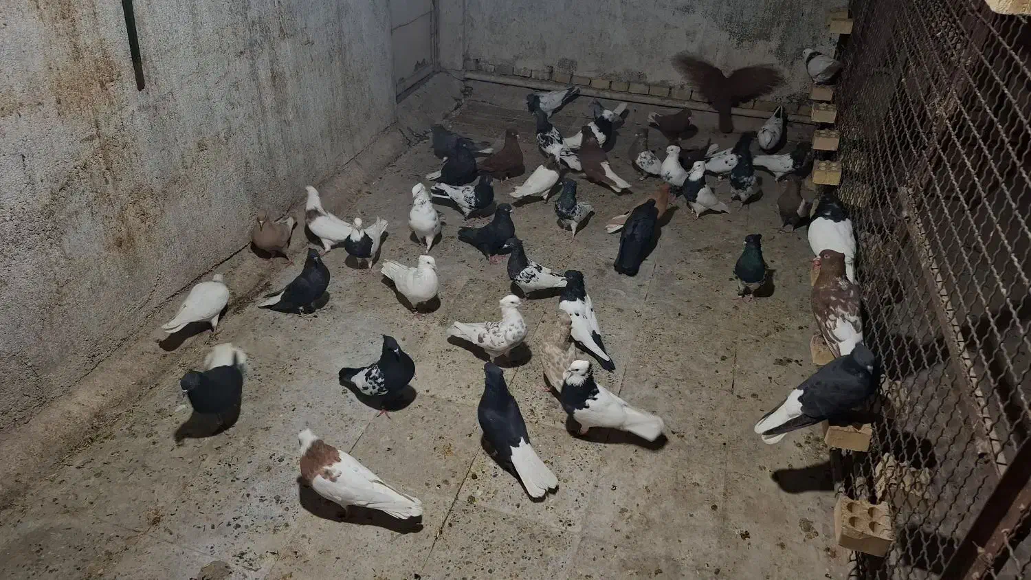 دسته کبوتر رنگی تعداد ۵۰|پرنده|اهواز, شهرک حفاری|دیوار