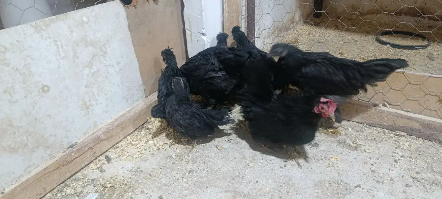 جوجه|حیوانات مزرعه|مشهد, آبادگران|دیوار