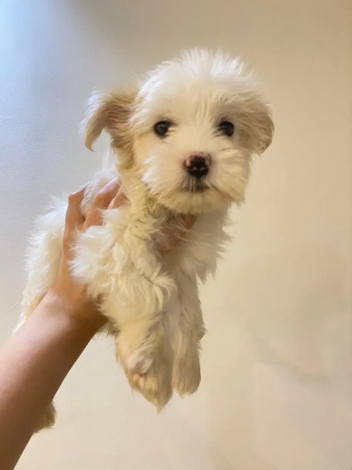 مالتیپو جنسیت ماده|سگ|رشت, چله خانه|دیوار