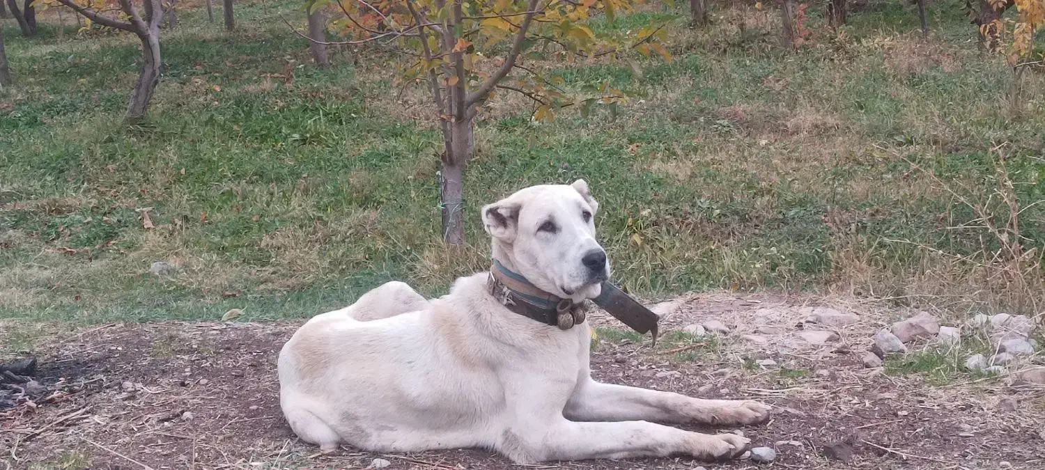 سگافغانگمشده|سگ|مشهد, درزآب|دیوار