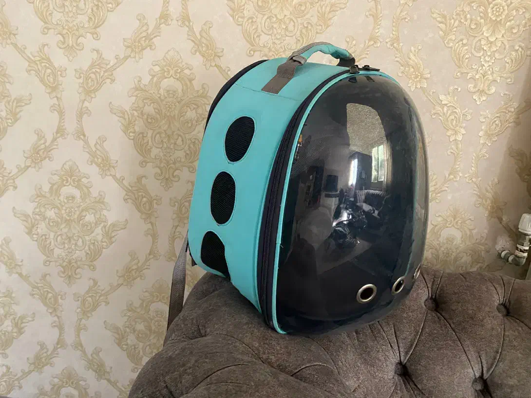 باکس گربه|لوازم جانبی حیوانات|رشت, گلسار|دیوار