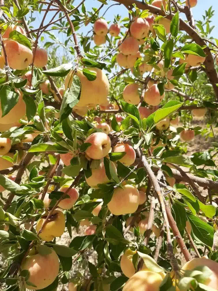 باغ‌شهری کودیان ۱۵۰۰متر سند تک‌برگ|فروش زمین و ملک کلنگی|شیراز, کودیان|دیوار