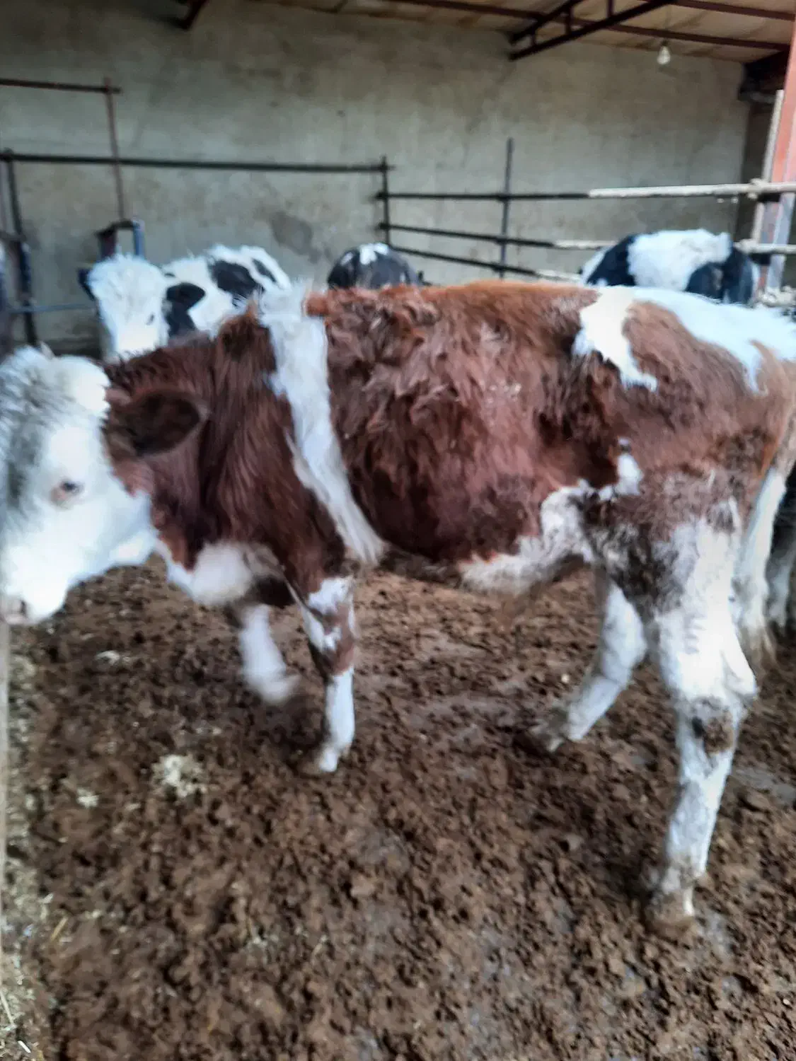 گوساله سیمینتال نر گاو|حیوانات مزرعه|لالجین, |دیوار